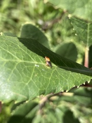 Thaumatomyia rubida