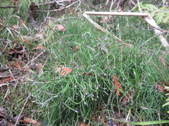 Equisetum scirpoides image
