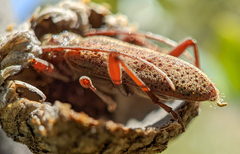 Brothylus gemmulatus