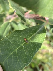 Thaumatomyia rubida