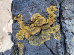 Candelina submexicana