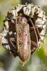 Brothylus gemmulatus