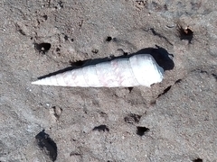 Turritellinella tricarinata