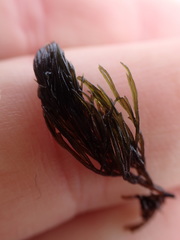 Lophurella caespitosa
