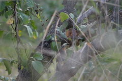 Morococcyx erythropygus