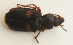 Cymindoidea virgulifera