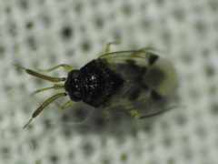 Corticoris signatus