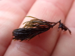 Lophurella caespitosa