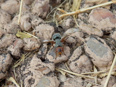 Senopterina caerulescens