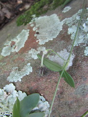Ceropegia linearis linearis