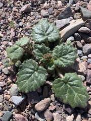 Phacelia calthifolia