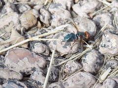 Senopterina caerulescens