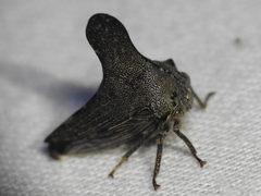 Glossonotus acuminatus