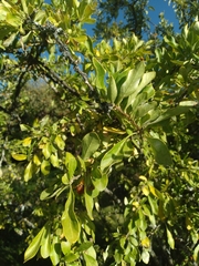 Dunalia brachyacantha