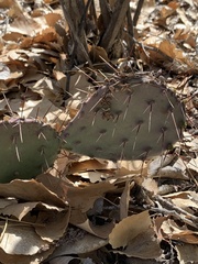 Opuntia