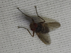 Cholomyia inaequipes