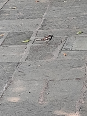 Passer domesticus