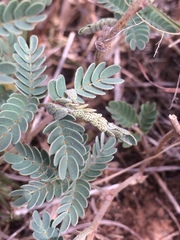 Aristotelia arenella