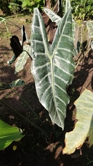 Alocasia longiloba