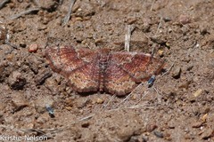 Leptostales rubromarginaria