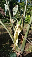 Alocasia longiloba