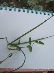 Ceropegia linearis linearis