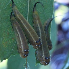 Lophyrotoma interrupta