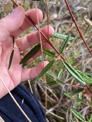 Correa decumbens
