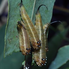 Lophyrotoma interrupta