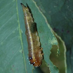 Lophyrotoma interrupta