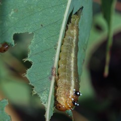 Lophyrotoma interrupta