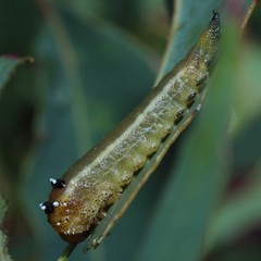 Lophyrotoma interrupta