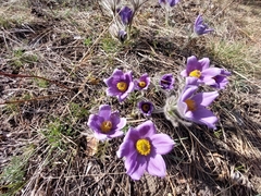 Pulsatilla turczaninovii