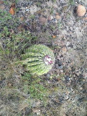 Melocactus curvispinus