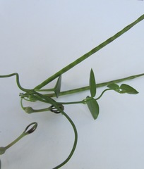 Ceropegia linearis linearis