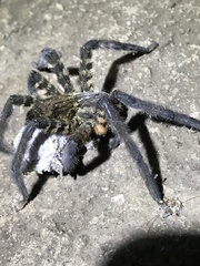 Cupiennius salei