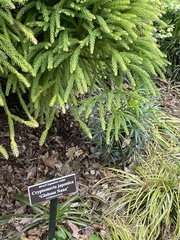 Origanum majorana