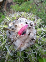 Melocactus curvispinus