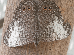 Hamadryas amphichloe