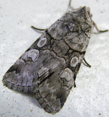 Sympistis chionanthi