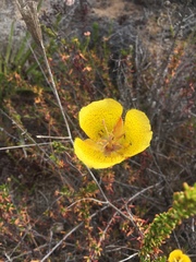 Calochortus weedii