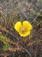 Calochortus weedii
