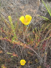 Calochortus weedii