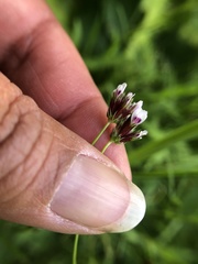 Trifolium oliganthum