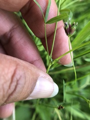 Trifolium oliganthum