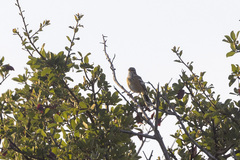 Cercotrichas leucophrys ovamboensis