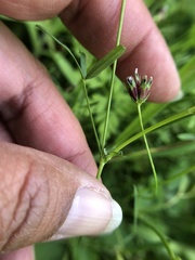 Trifolium oliganthum
