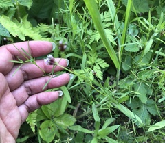 Trifolium oliganthum