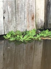 Pistia stratiotes