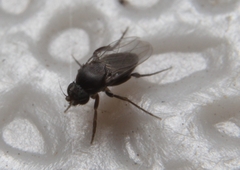 Metopininae